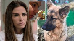 katie price tiere|Katies Prices tragic history with pets after series of fatal ...